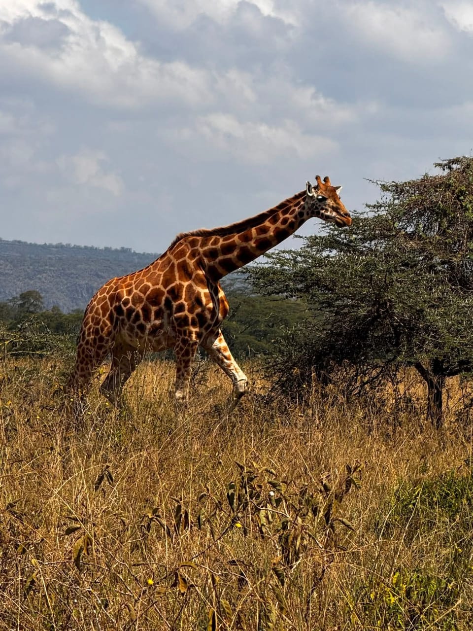 Tsavo Est 1 GG