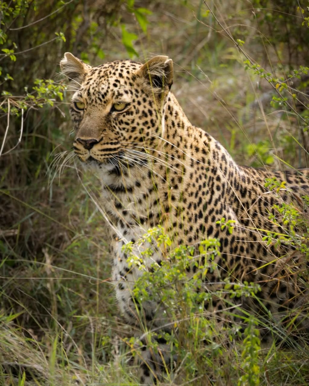 Kenya